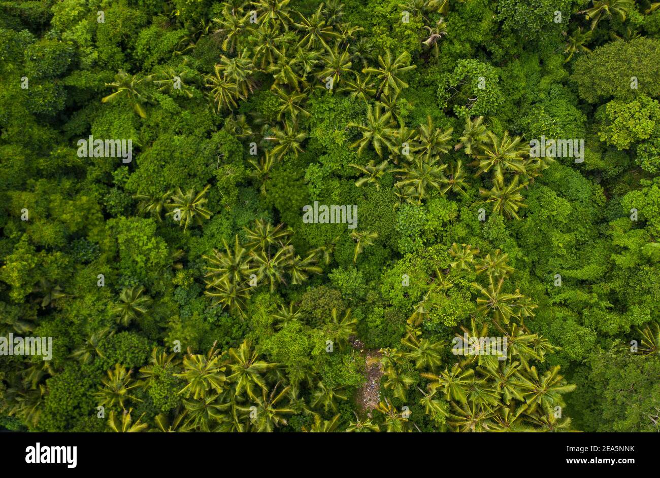 Top down overhead aerial birds eye view of tropical rainforest palm tree canopies in the lush green jungle Stock Photo