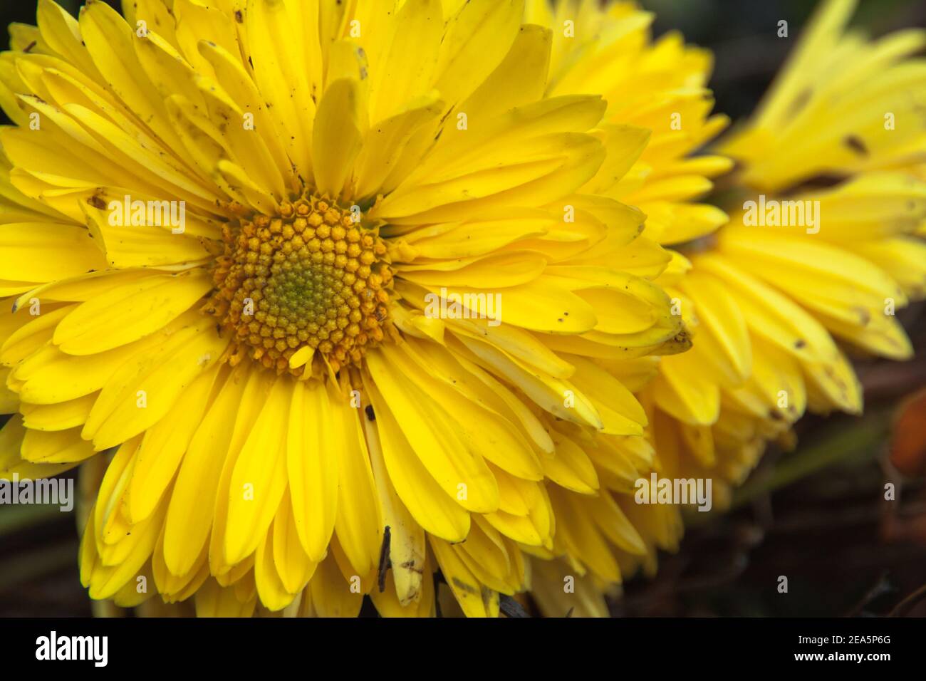 An yellow flower zinnia closeup on blur green background. Youthand