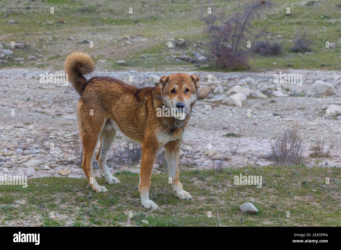 Turkish alabai dog 2025