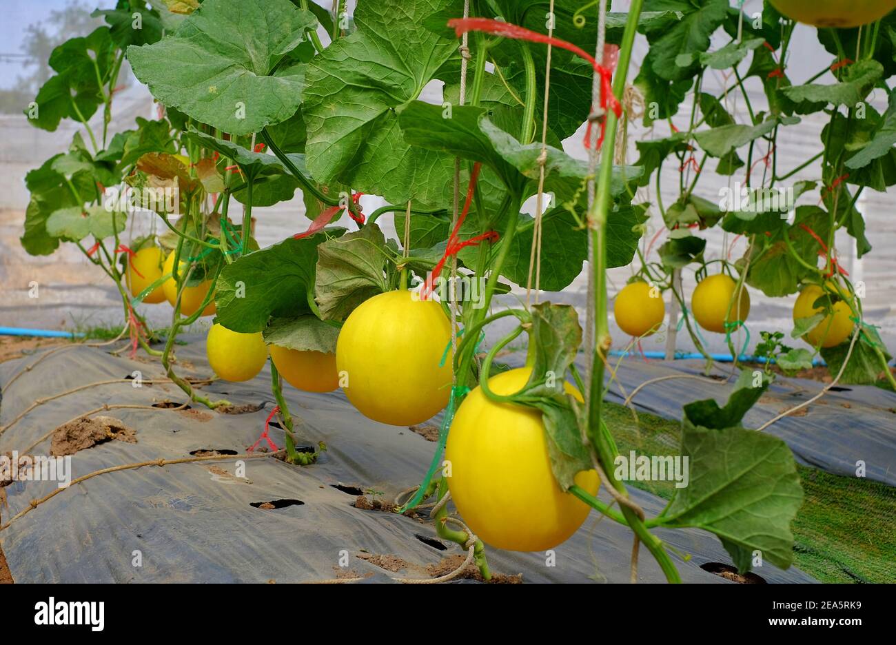 A bunch of ripe yellow melons hanging from their vines in a greenhouse, ready to be harvested. Stock Photo