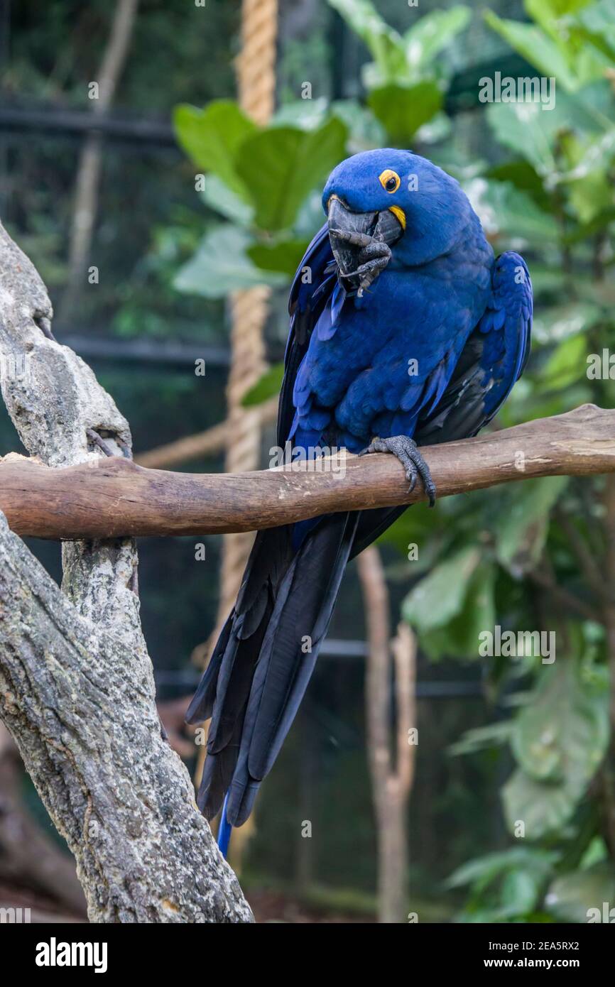 The hyacinth macaw is a parrot native to central and eastern South