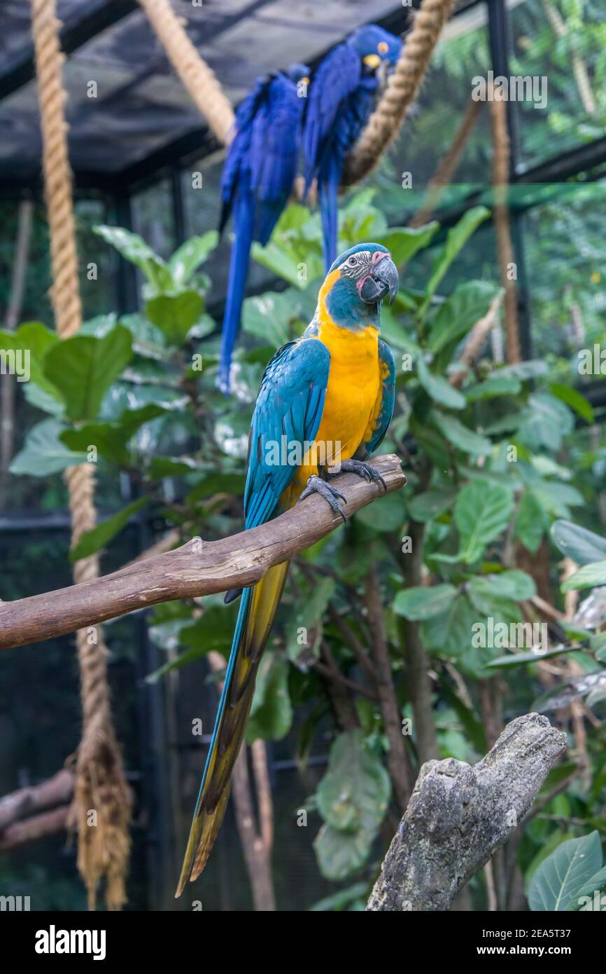 The blue-throated macaw (Ara glaucogularis; previously Ara caninde) is a  macaw endemic to a small area of north-central Bolivia Stock Photo - Alamy