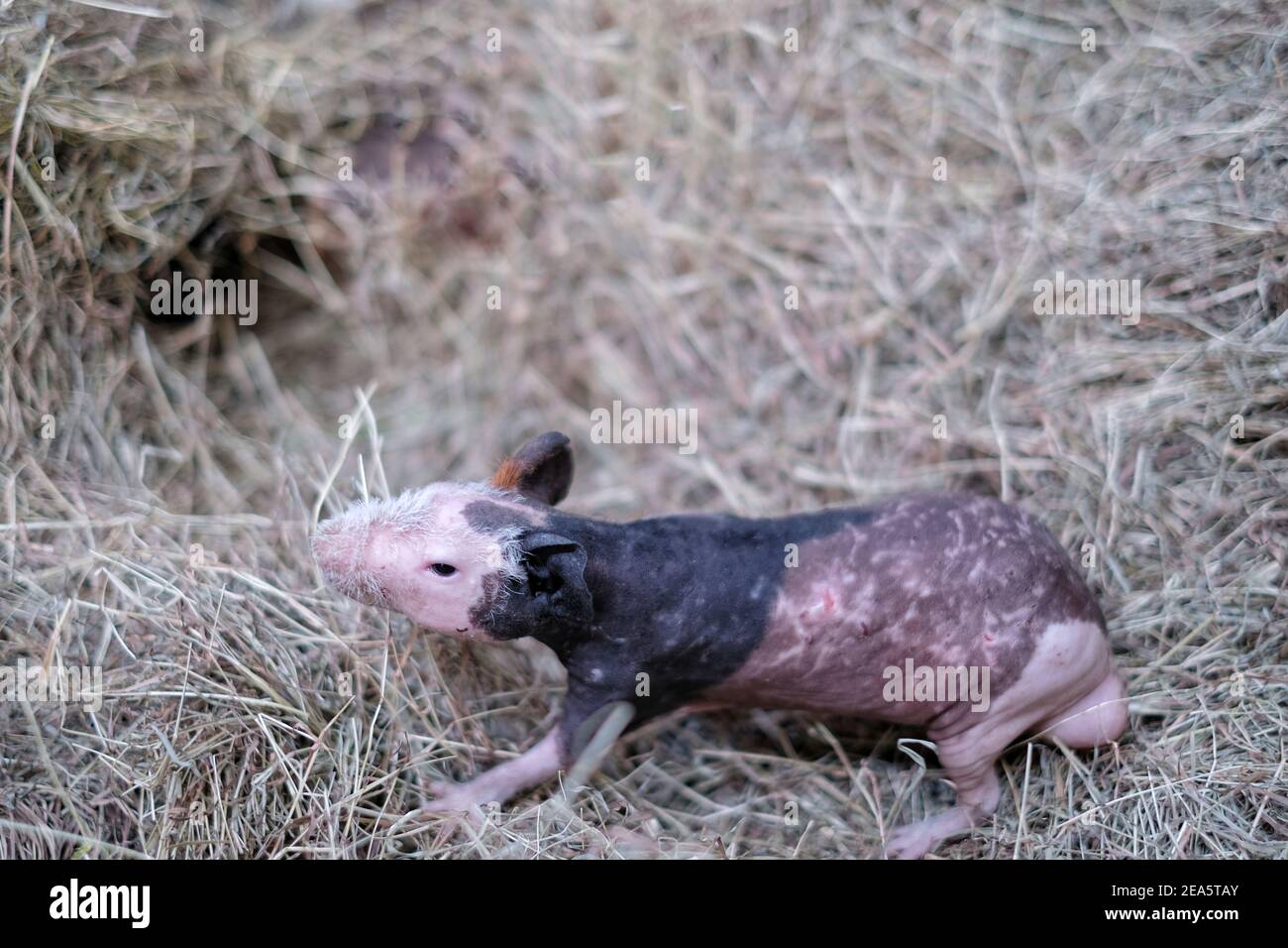 The top view of a hairless guinea pig walking around in its enclosure with hay flooring. Stock Photo
