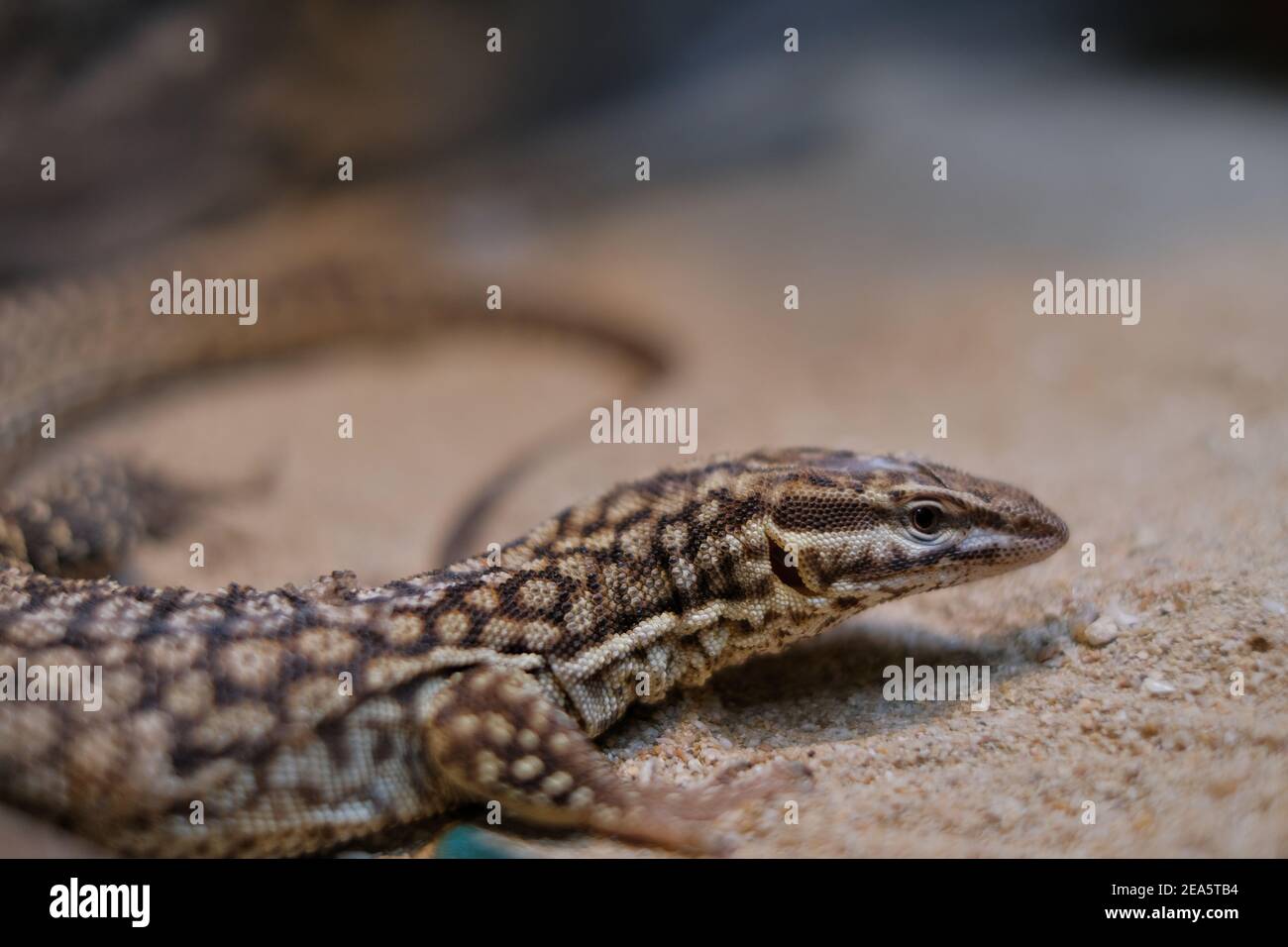 A closeup picture of a spinytailed monitor lizard walking on a sandy ground Stock Photo Alamy