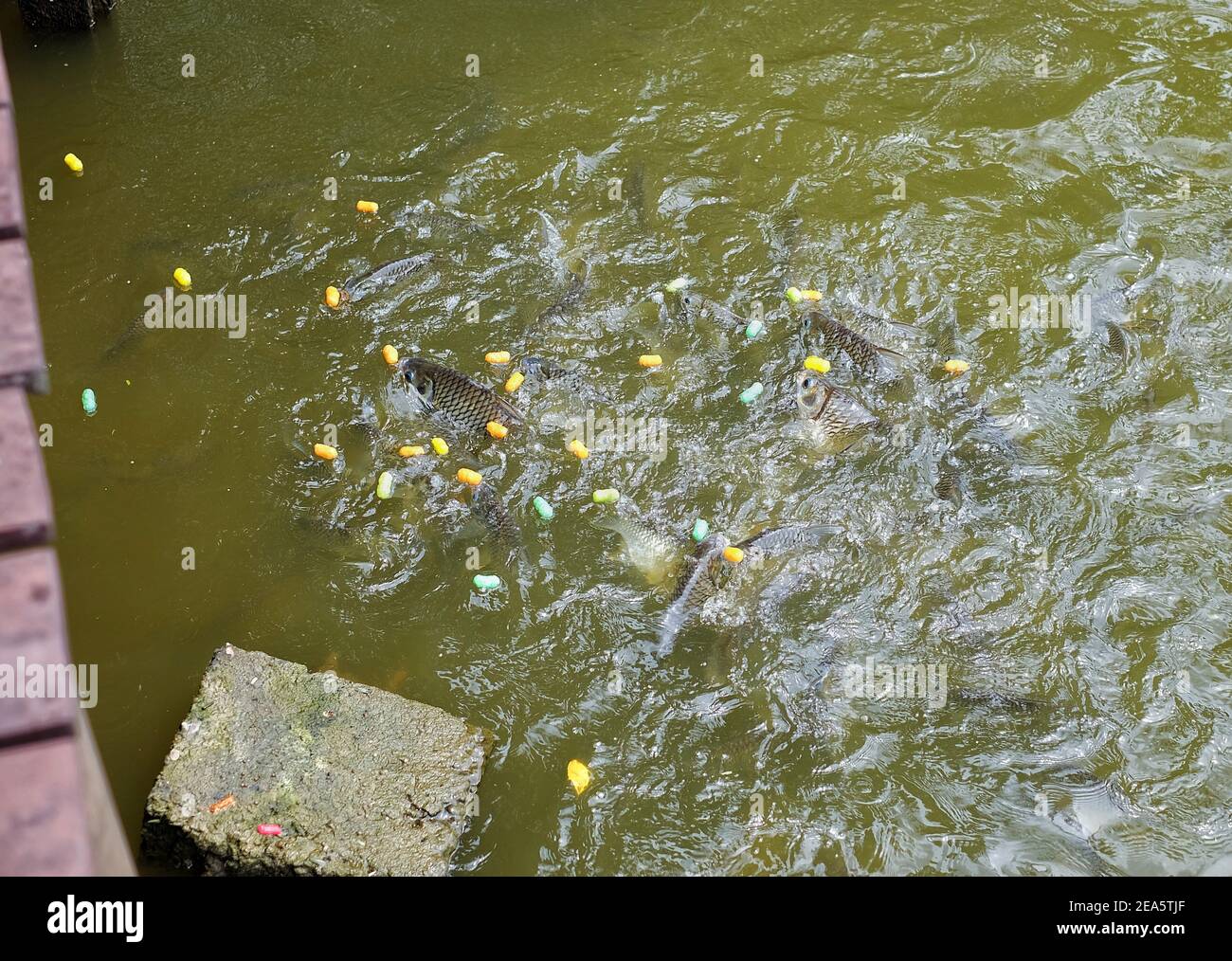 A group of carps and catfish in a pond, eating colorful food pellets. Stock Photo