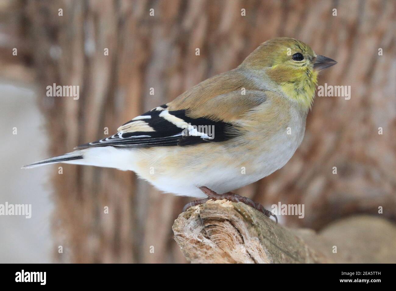 Winter Goldfinch sitting on a branch in winter, Quebec, Canada Stock Photo