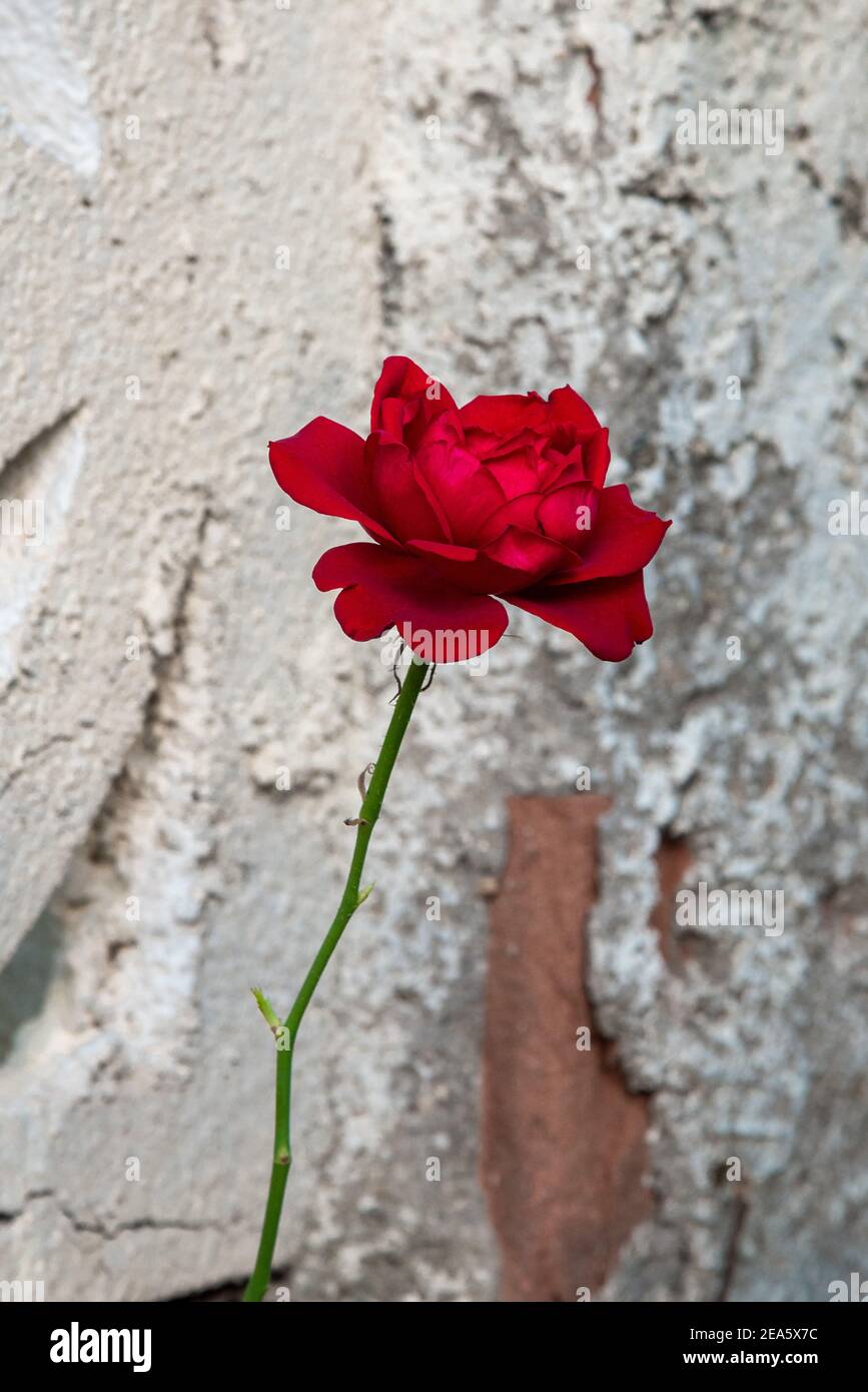 A rose in front of white garden wall Stock Photo - Alamy
