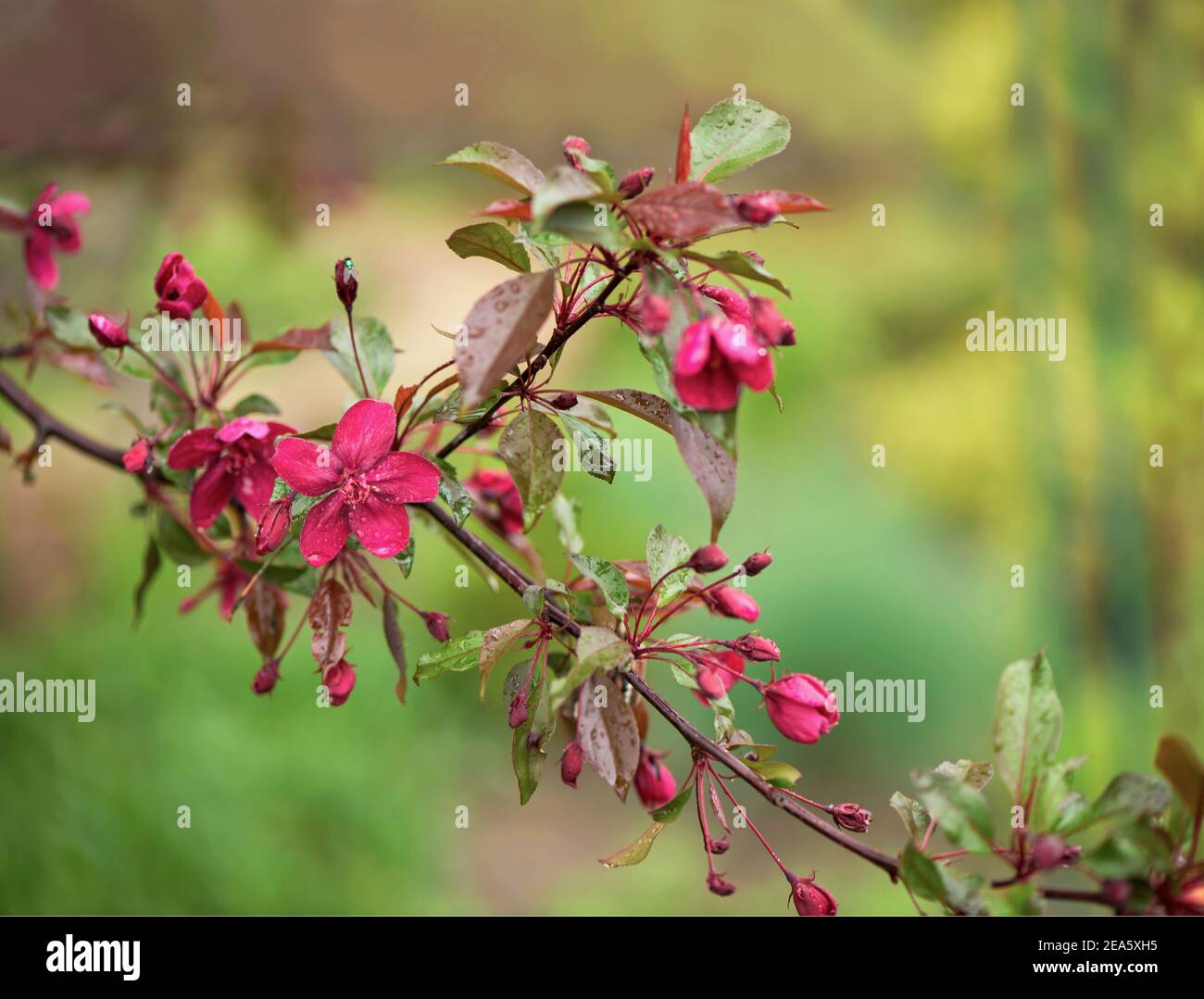 Blooming paradise apple tree buds. Wonderful natural background with