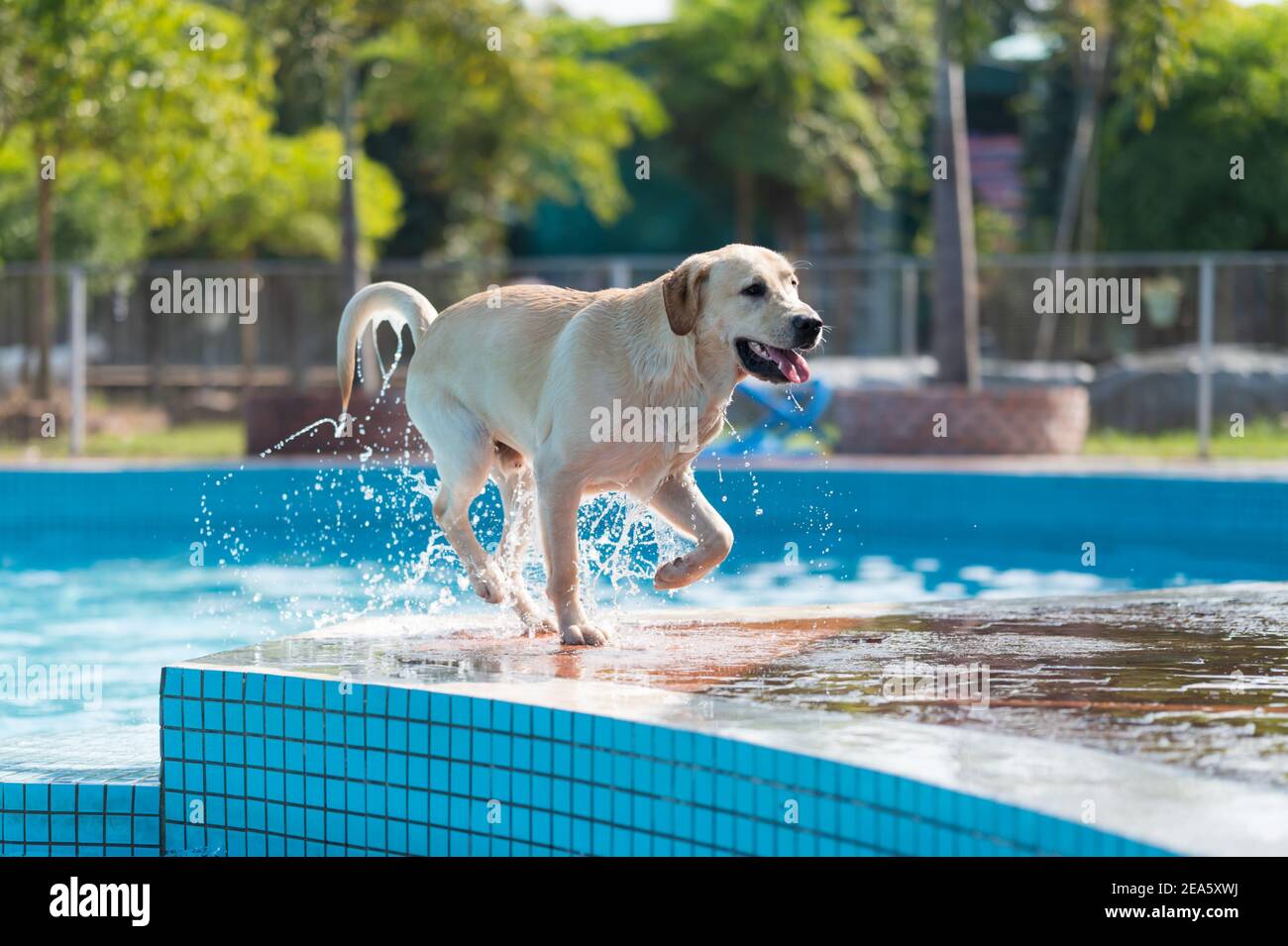 Labrador retriever playing in the pool Stock Photo