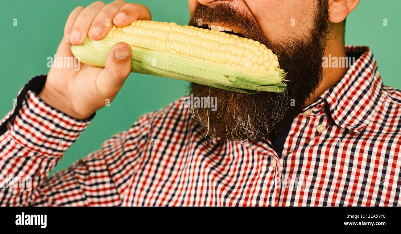 Man with beard holds corn cobs isolated on green background, close up ...