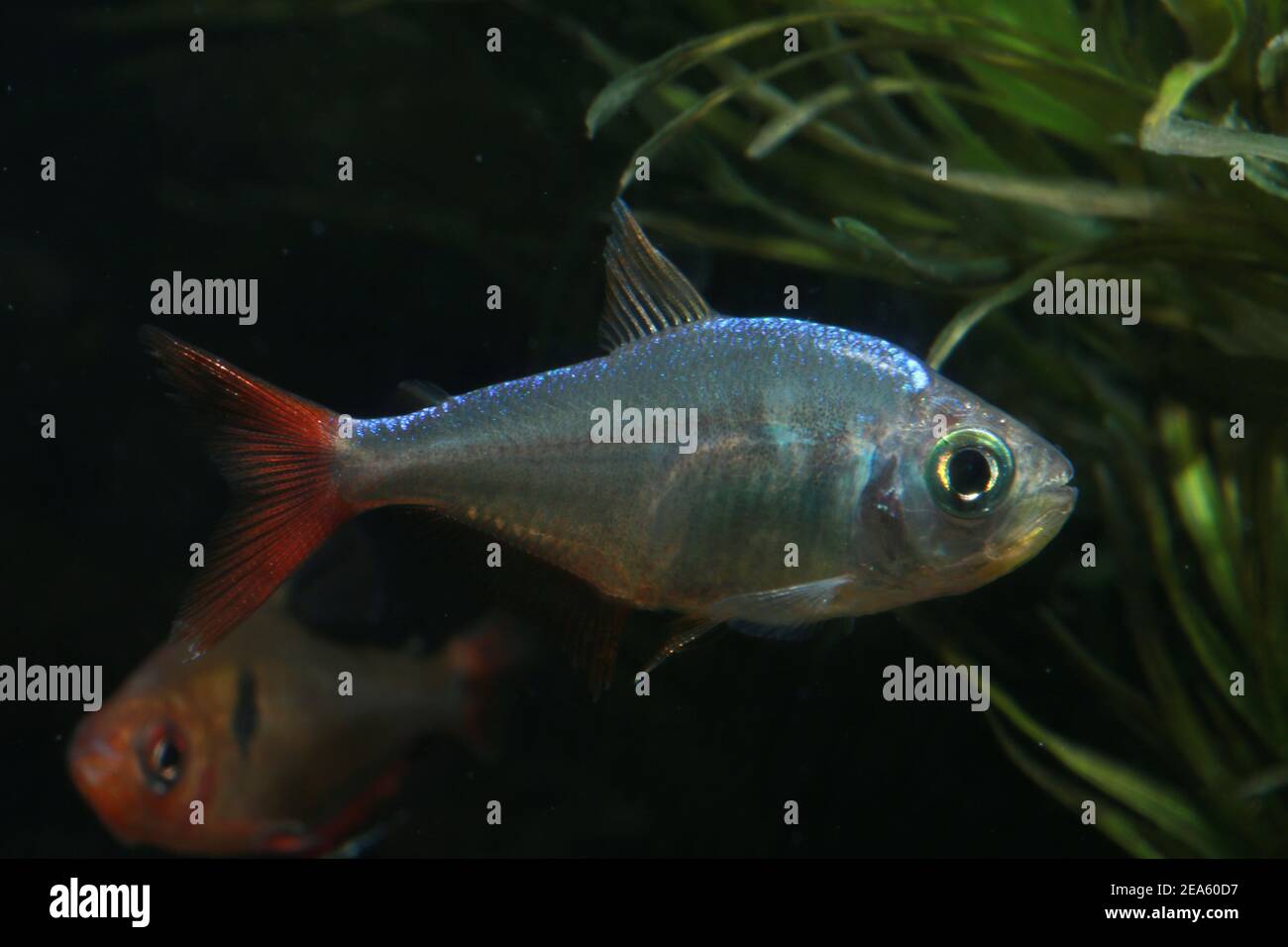 Colombian Red Fin Tetra, Hyphessobrycon colombianus, Stock Photo