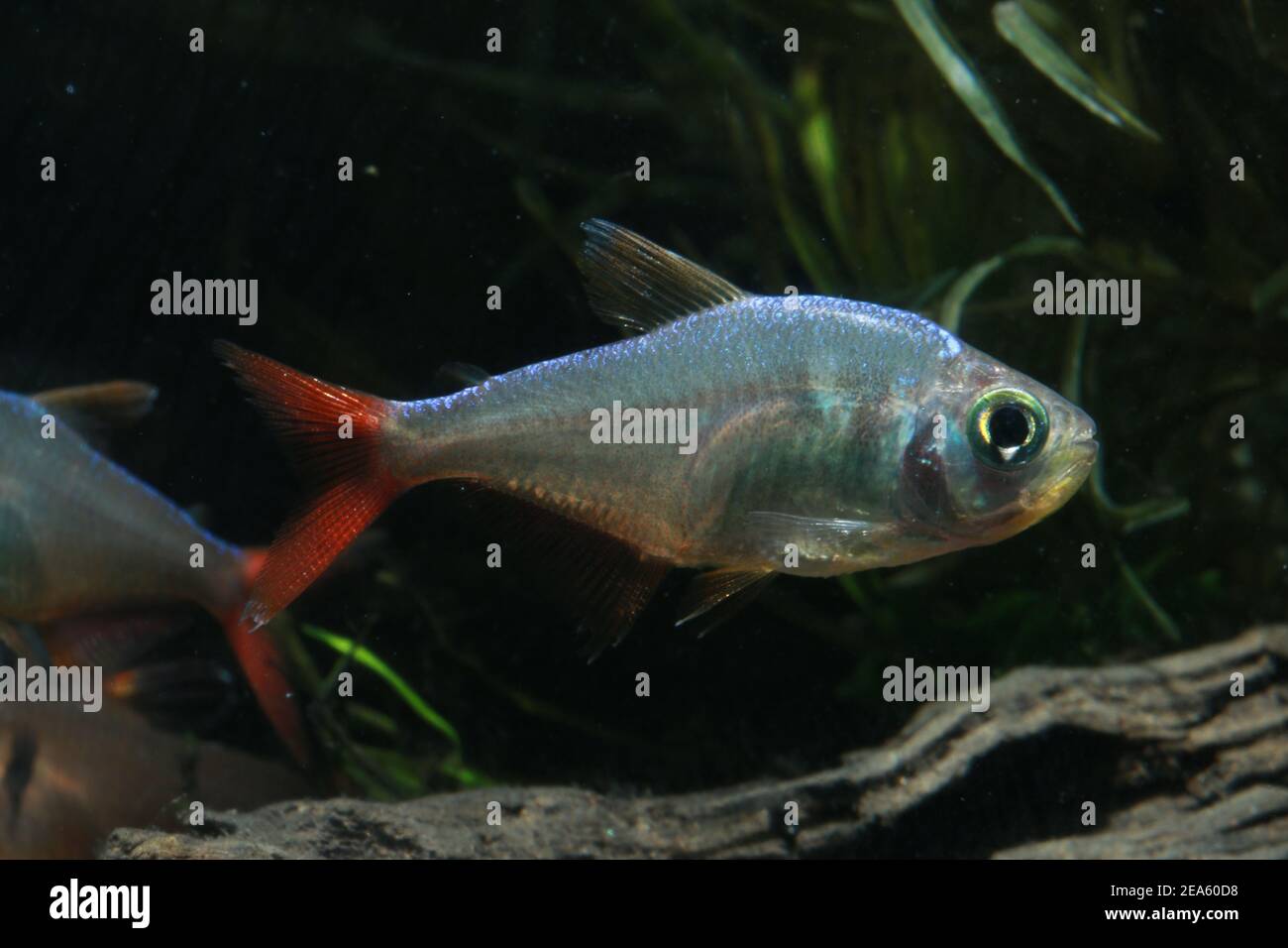 Colombian Red Fin Tetra, Hyphessobrycon colombianus, Stock Photo