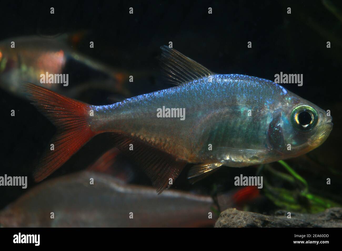 Colombian Red Fin Tetra, Hyphessobrycon colombianus, Stock Photo