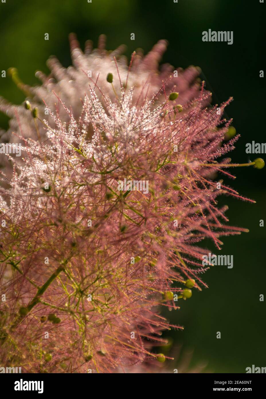 beautiful pink European Smoketree (Cotinus coggygria) flower fragment ...
