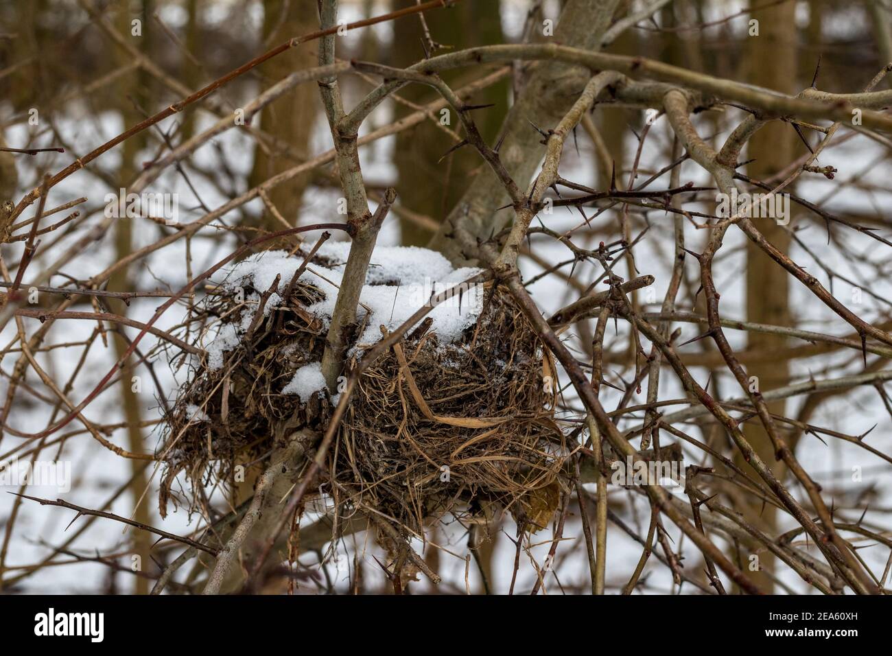Snowcovered bird's nest Stock Photo Alamy
