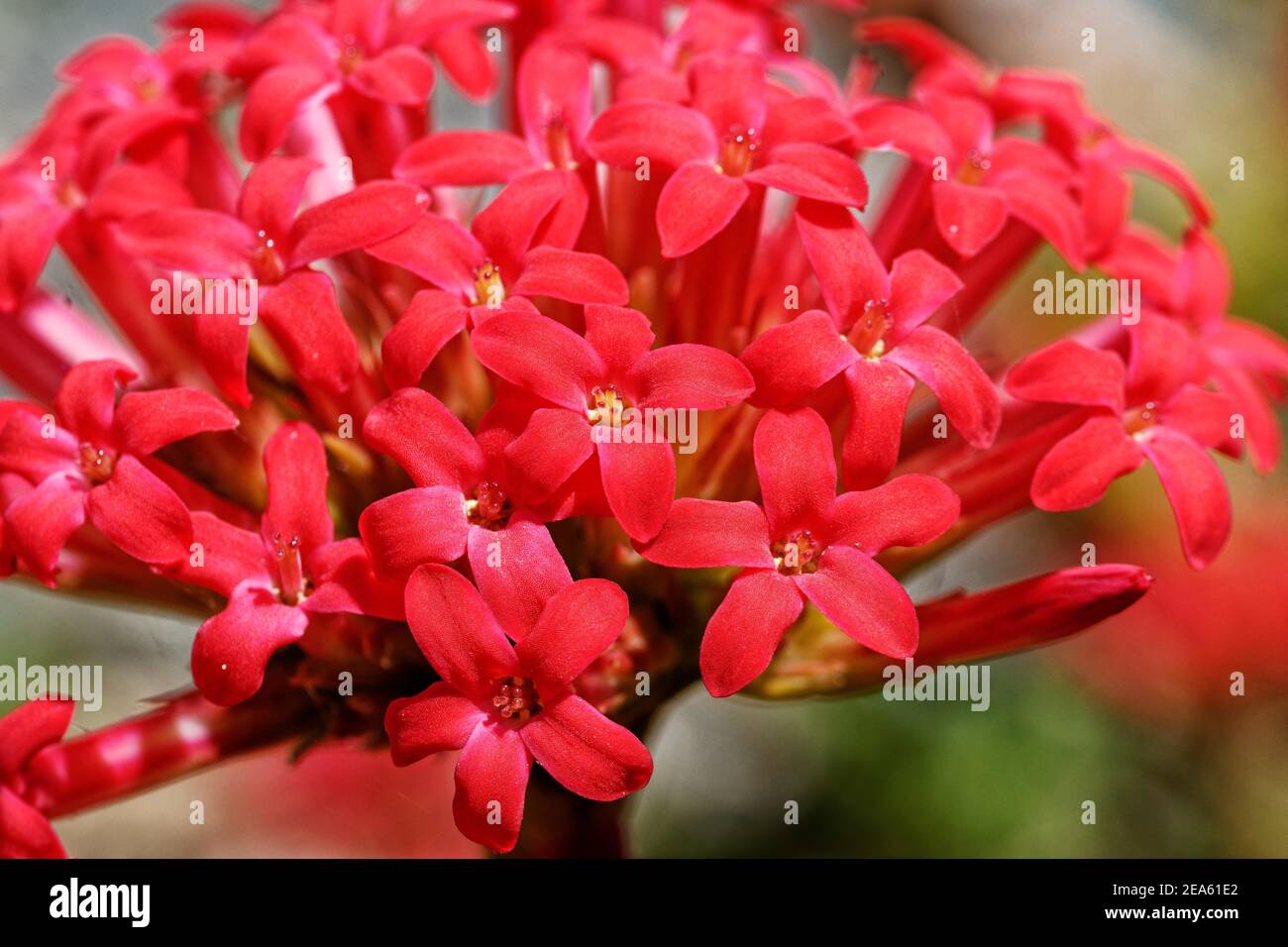 Crassula coccinea: A small but robust succulent shrublet about 300-600 mm high with long tubular flowers which  are fragrant and brilliant red. Stock Photo