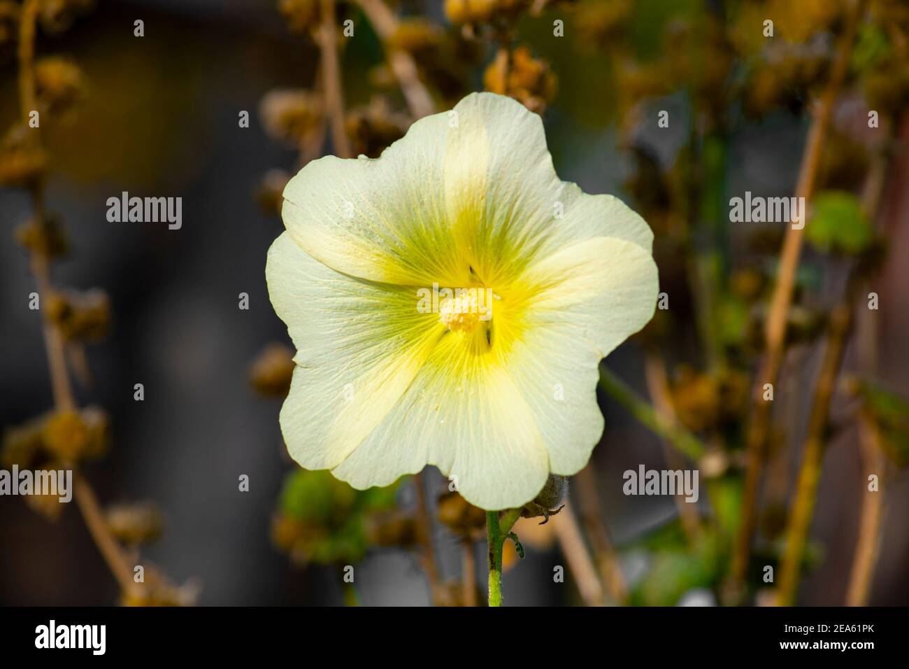 Malvaceae Family. Front view on dark green background. Stock Photo
