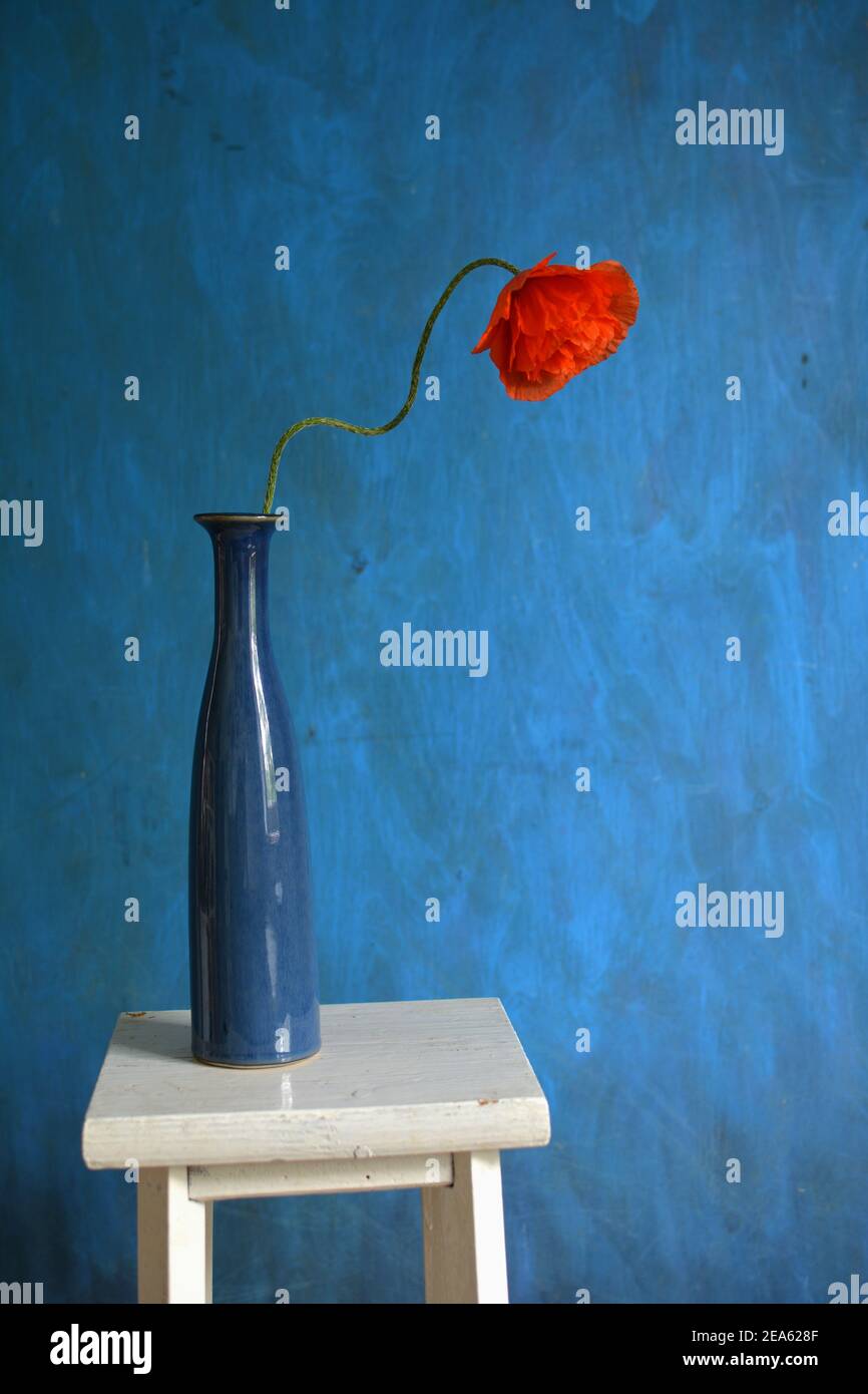 Red poppy in blue vase on white table Stock Photo
