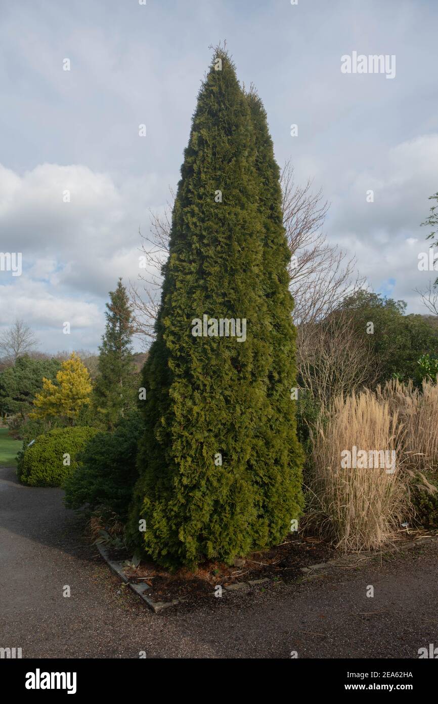 Winter Foliage of an Evergreen White Cedar Tree (Thuja occidentalis 'Smaragd') with a Cloudy Sky Background Growing in a Garden in Rural Devon Stock Photo