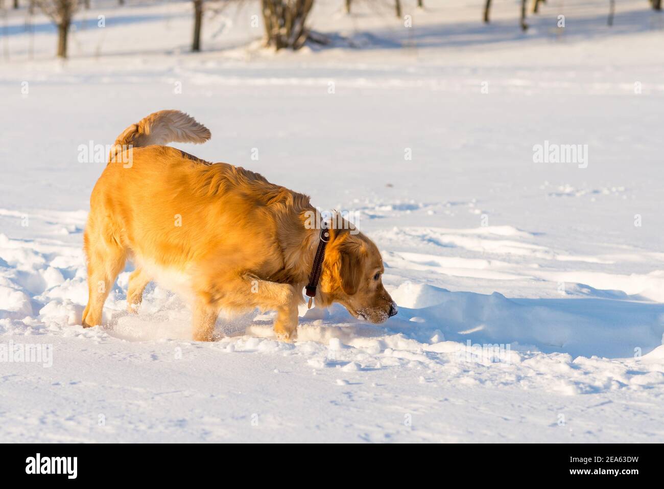 Lovely golden retriever playful stand sitting in the snow at evening in ...