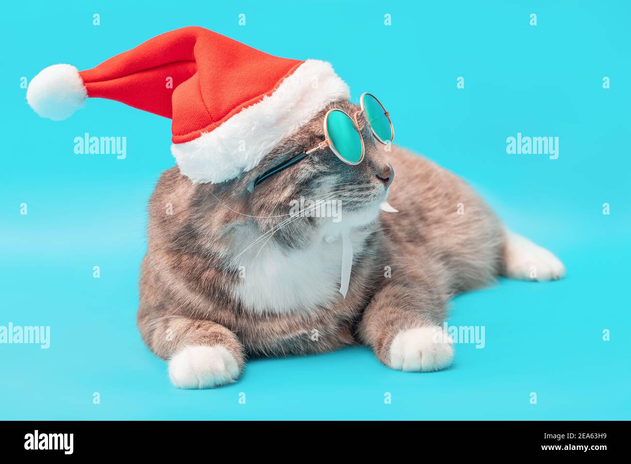 Funny cat in a Christmas Santa Claus 