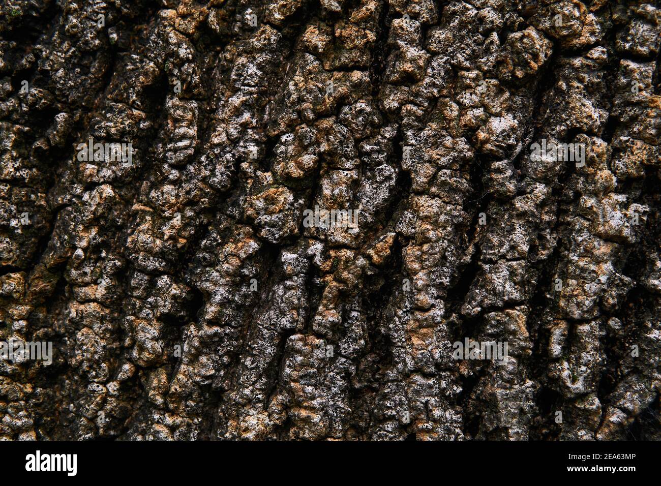 Background Texture Bumpy Brown Bark Of An Old Tree Stock Photo Alamy background-texture-bumpy-brown-bark-of-an-old-tree-stock-photo-alamy