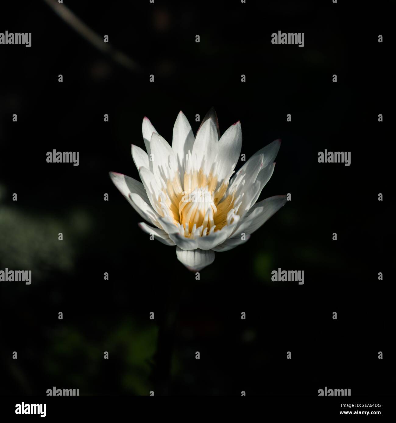 Nymphaea Daubenyana is a beautiful water lily flower, pond close up macro. Stock Photo