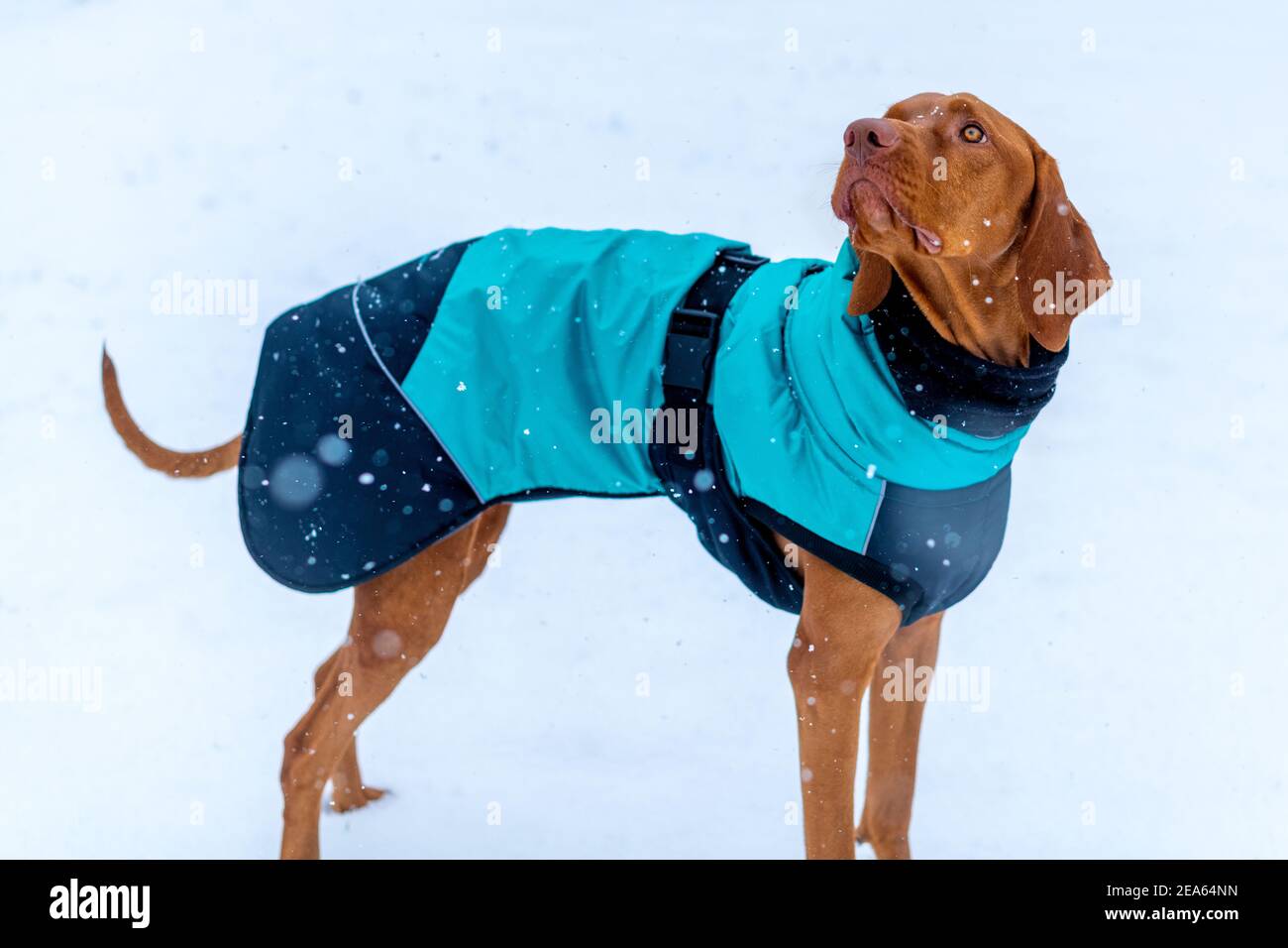 vizsla winter coat