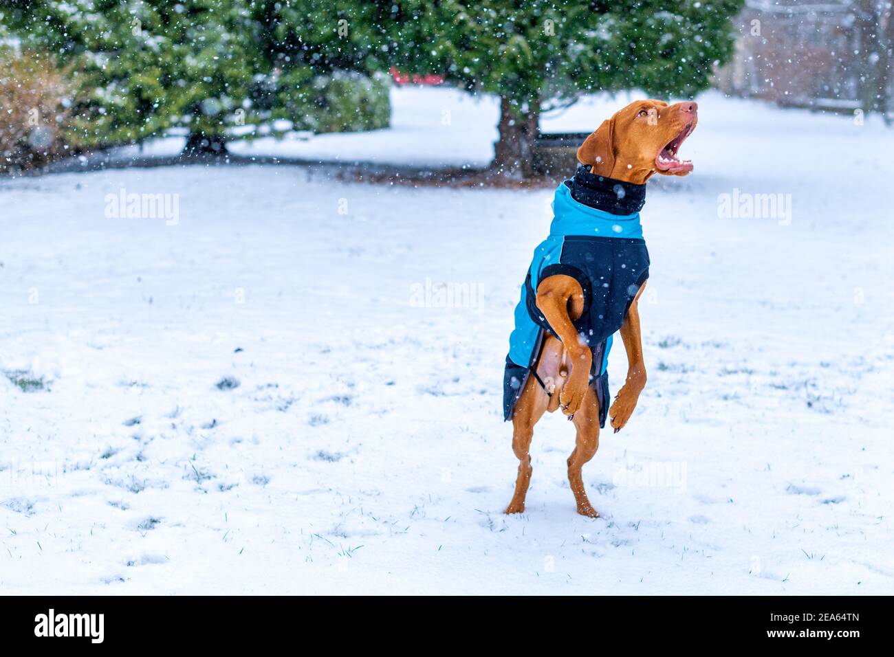 Vizsla winter clearance coat
