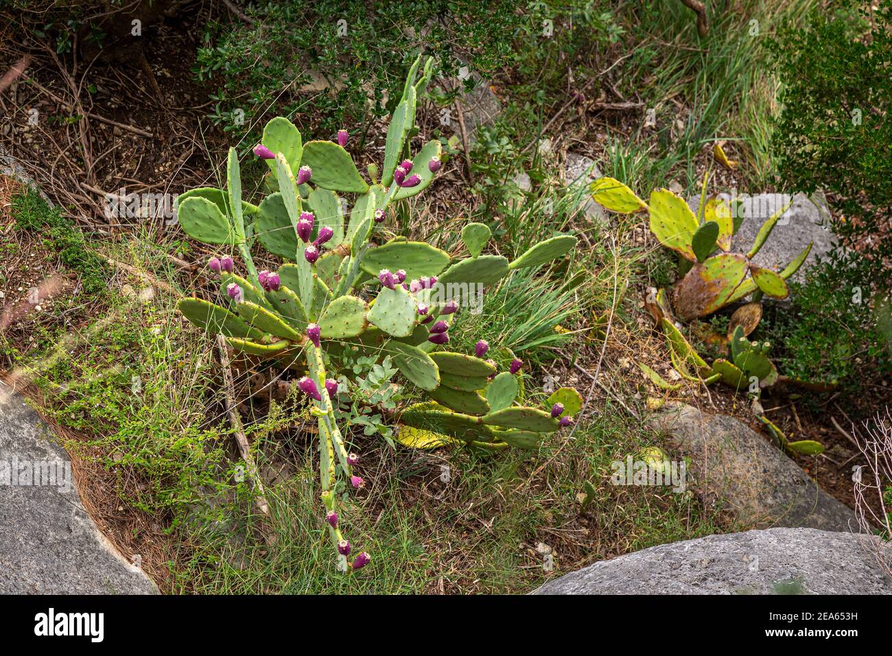 Prickly pear plant, opuntia ficus-indica, wild. Stock Photo