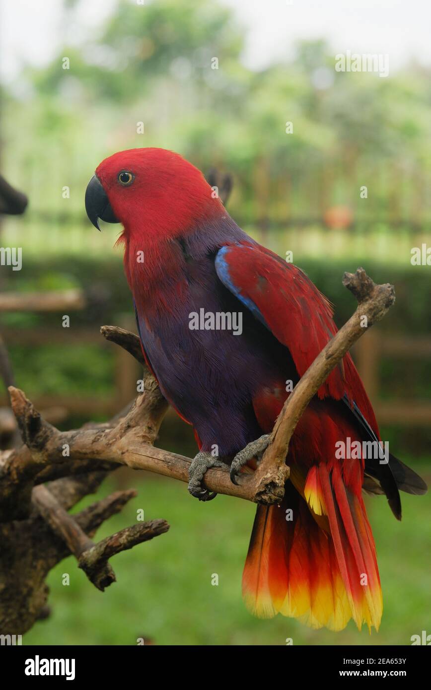 an orange parrot perched on a branch Stock Photo
