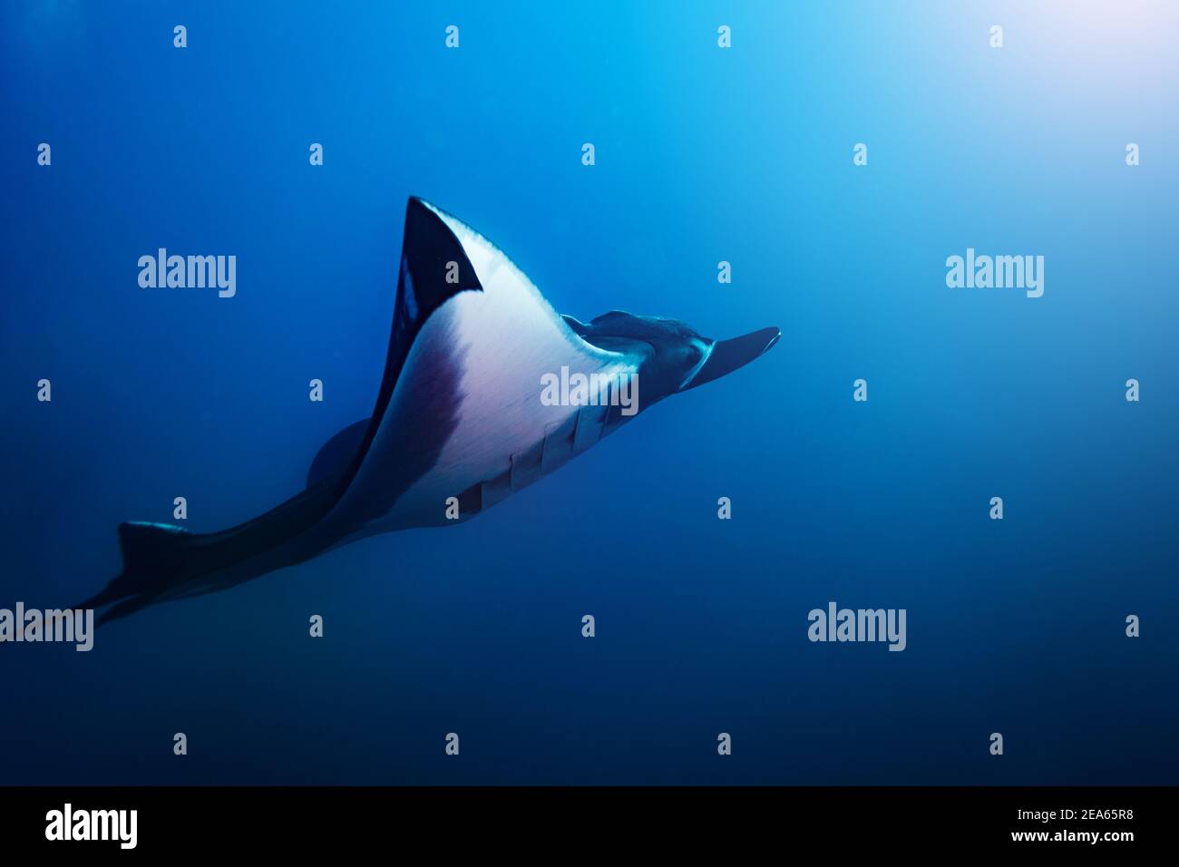 Site photo of the beautiful huge big manta ray swim deep underwater Stock Photo
