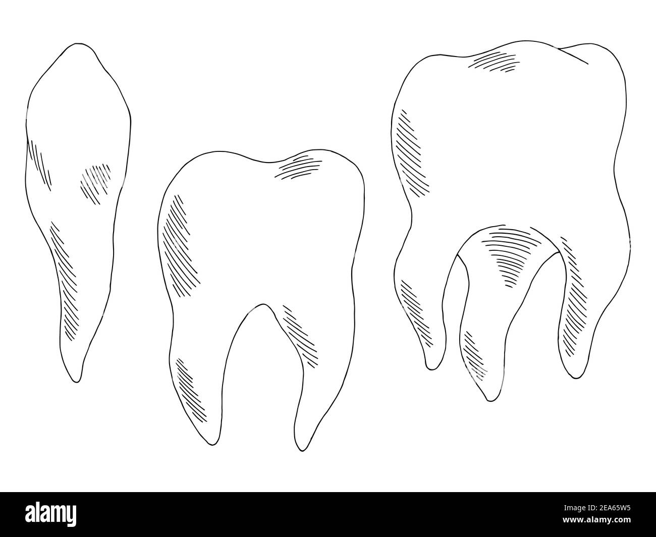 Tooth set graphic black white isolated sketch illustration vector Stock Vector