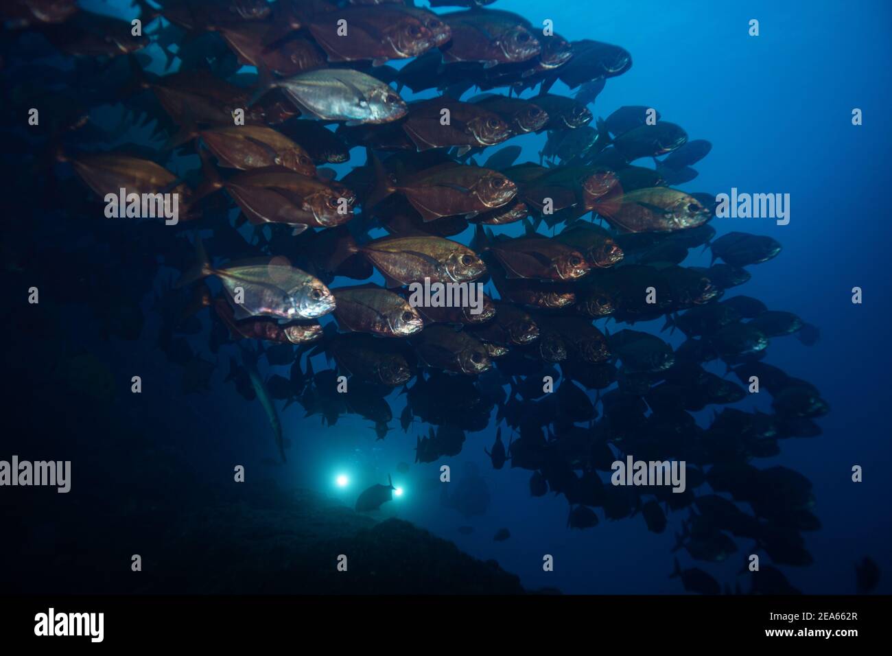 Large fish school underwater with diver's strobe in the deep blue Stock ...