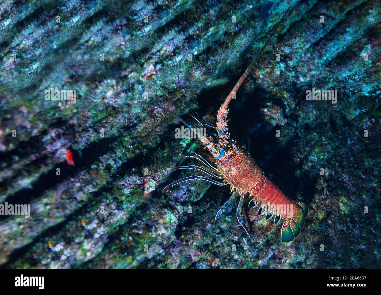 Underwater photo of Lobster on the Pacific ocean floor Stock Photo