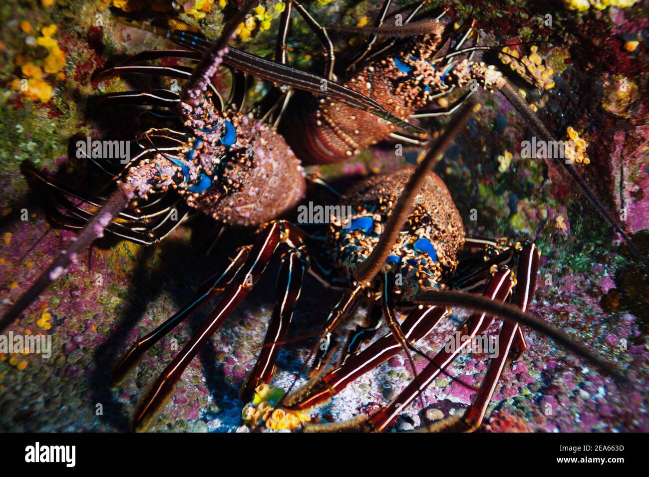 Underwater photo of two lobsters on the Pacific ocean floor Stock Photo