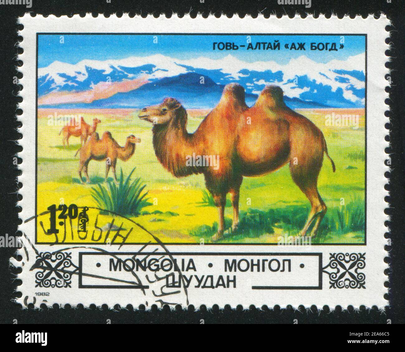 Mongolia - Circa 1982: Stamp Printed By Mongolia, Shows Camels, Circa 