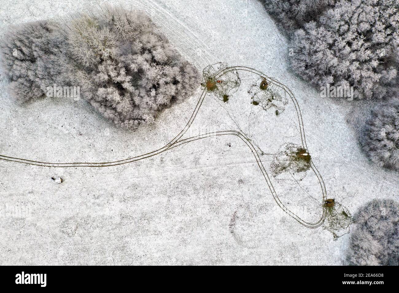 aerial view four cows on snowy field Stock Photo