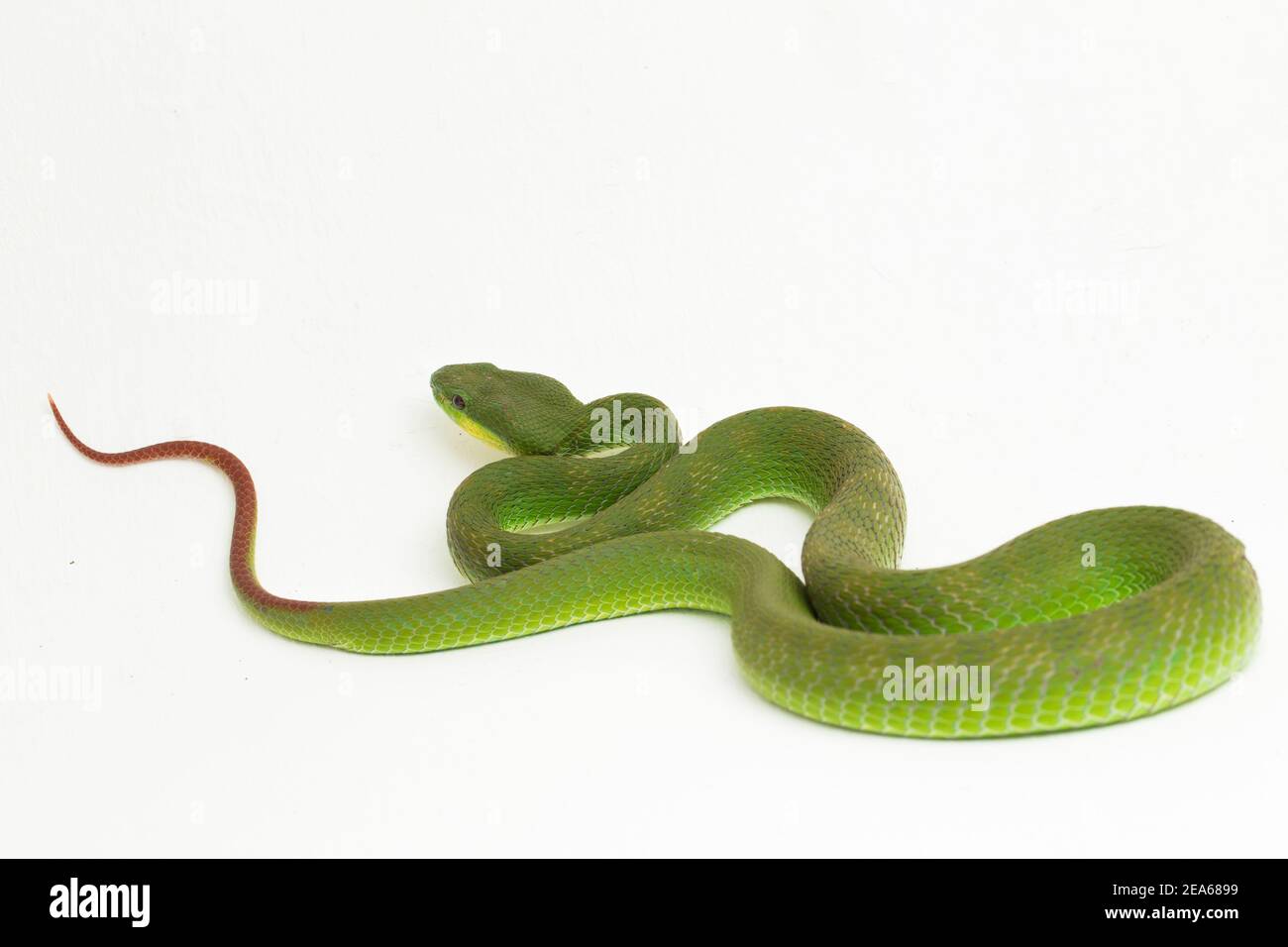 Close up White-lipped Green Pit Viper snake (trimeresurus albolabris) isolated on white background Stock Photo