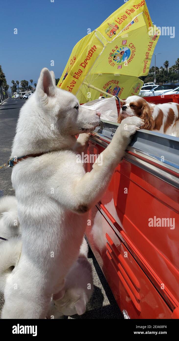 white dog reaching up to play with king charles cavalier in vw pickup truck Stock Photo