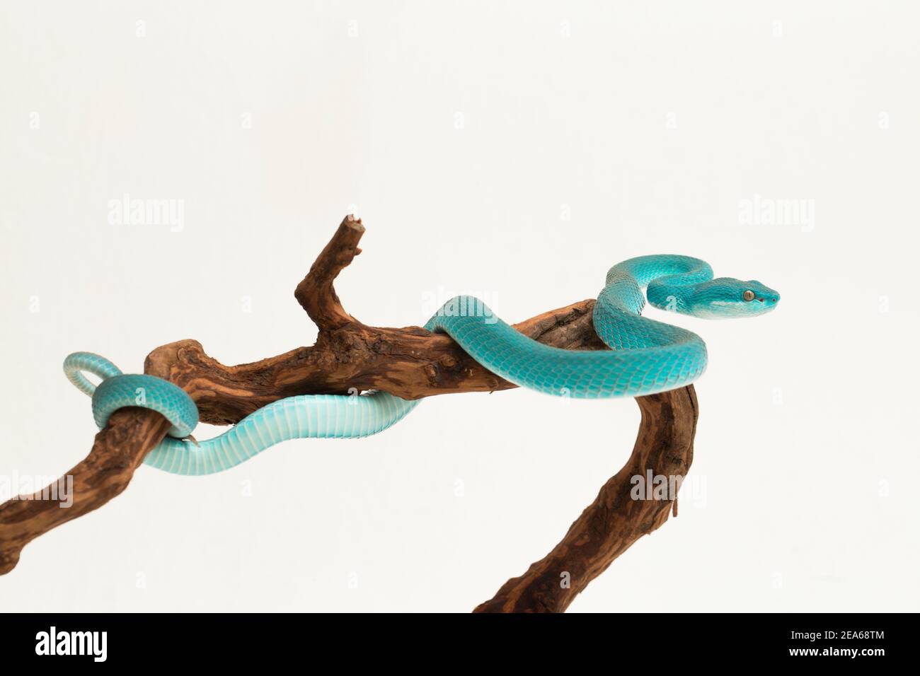 Blue Insularis (Trimeresurus Insularis) White-lipped Island Pit Viper on white background Stock Photo