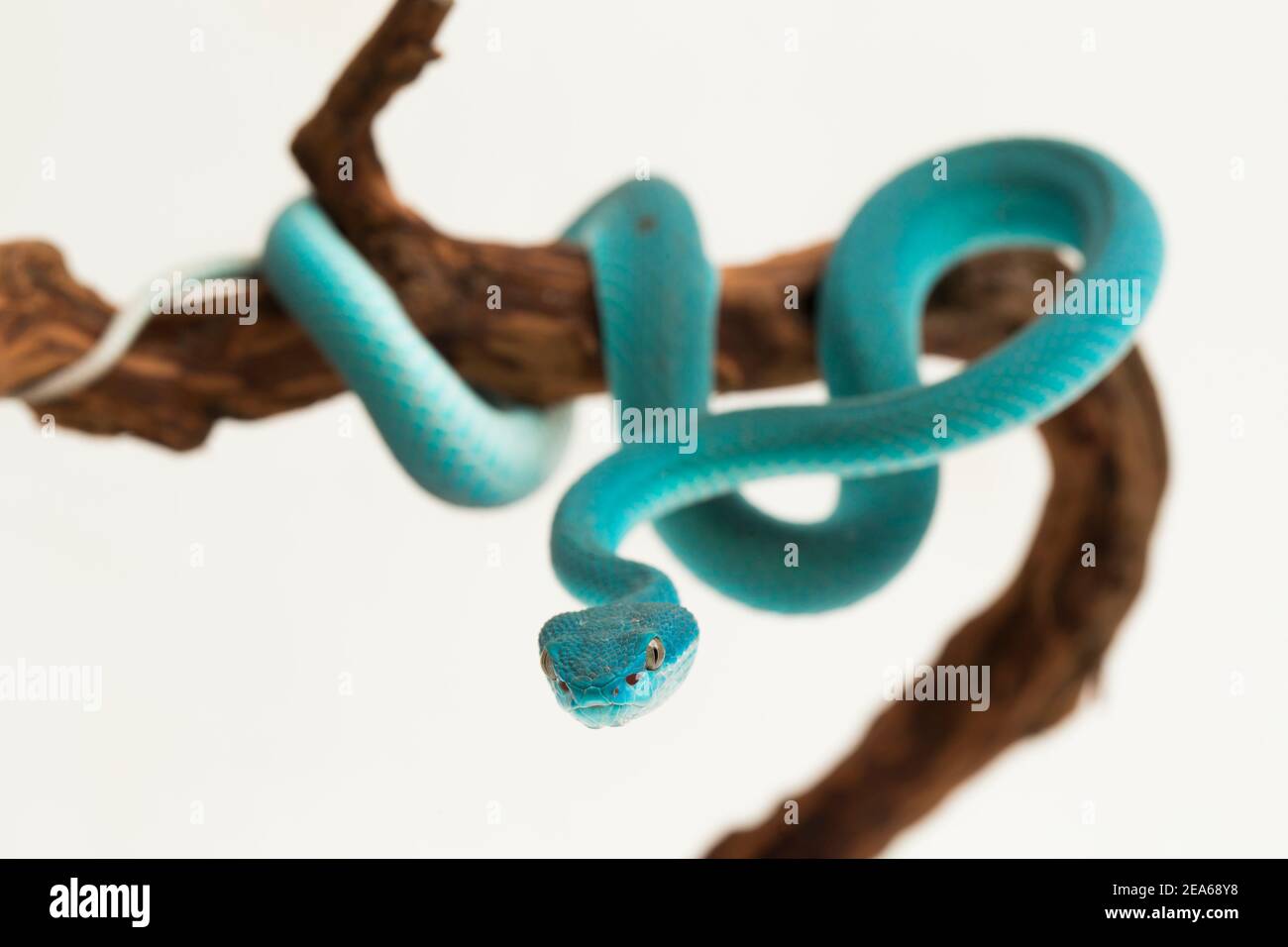 Blue Insularis (Trimeresurus Insularis) White-lipped Island Pit Viper on white background Stock Photo