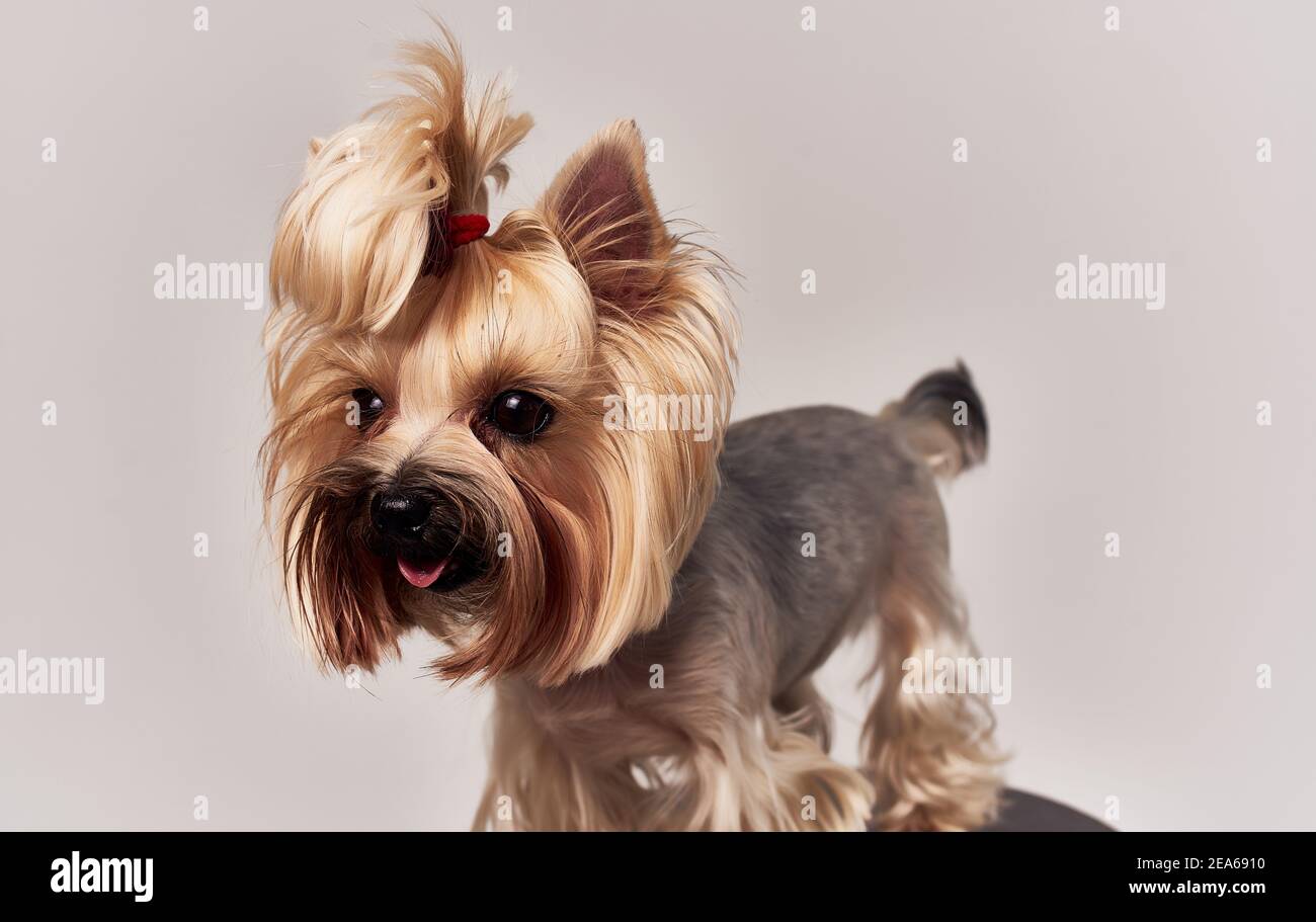 Small purebred corgi dog with pigtails on his head pet beige