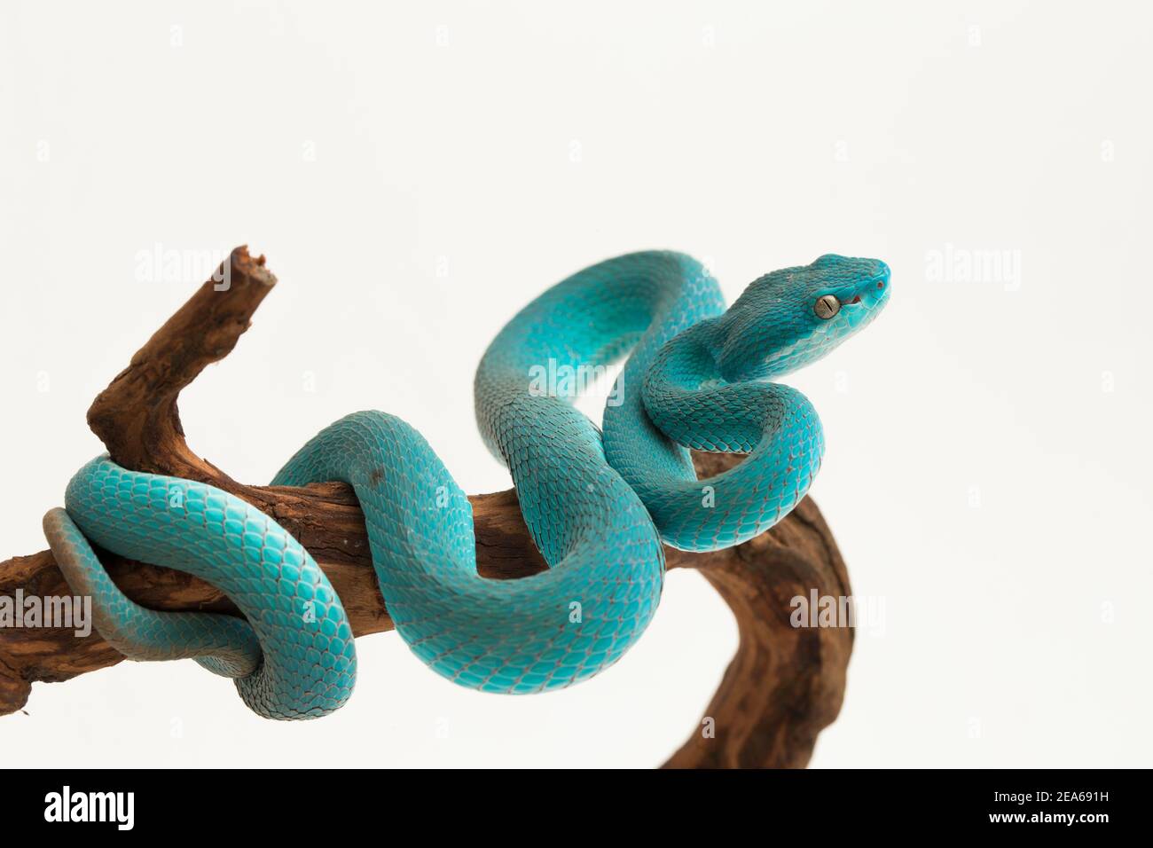 Blue Insularis (Trimeresurus Insularis) Whitelipped Island Pit Viper