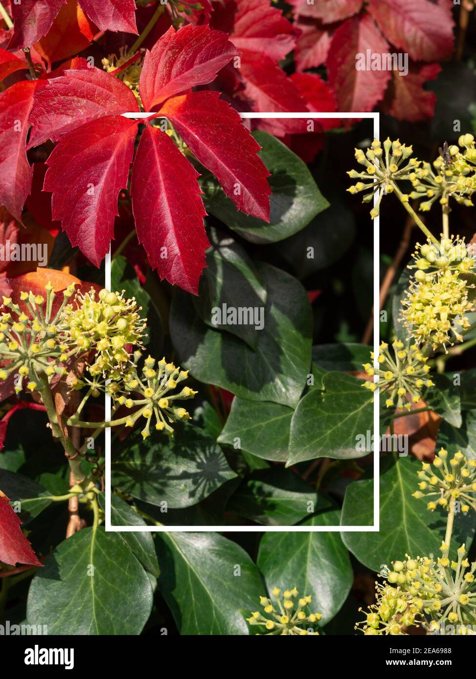 Poster design template forest natural hi-res stock photography and ...