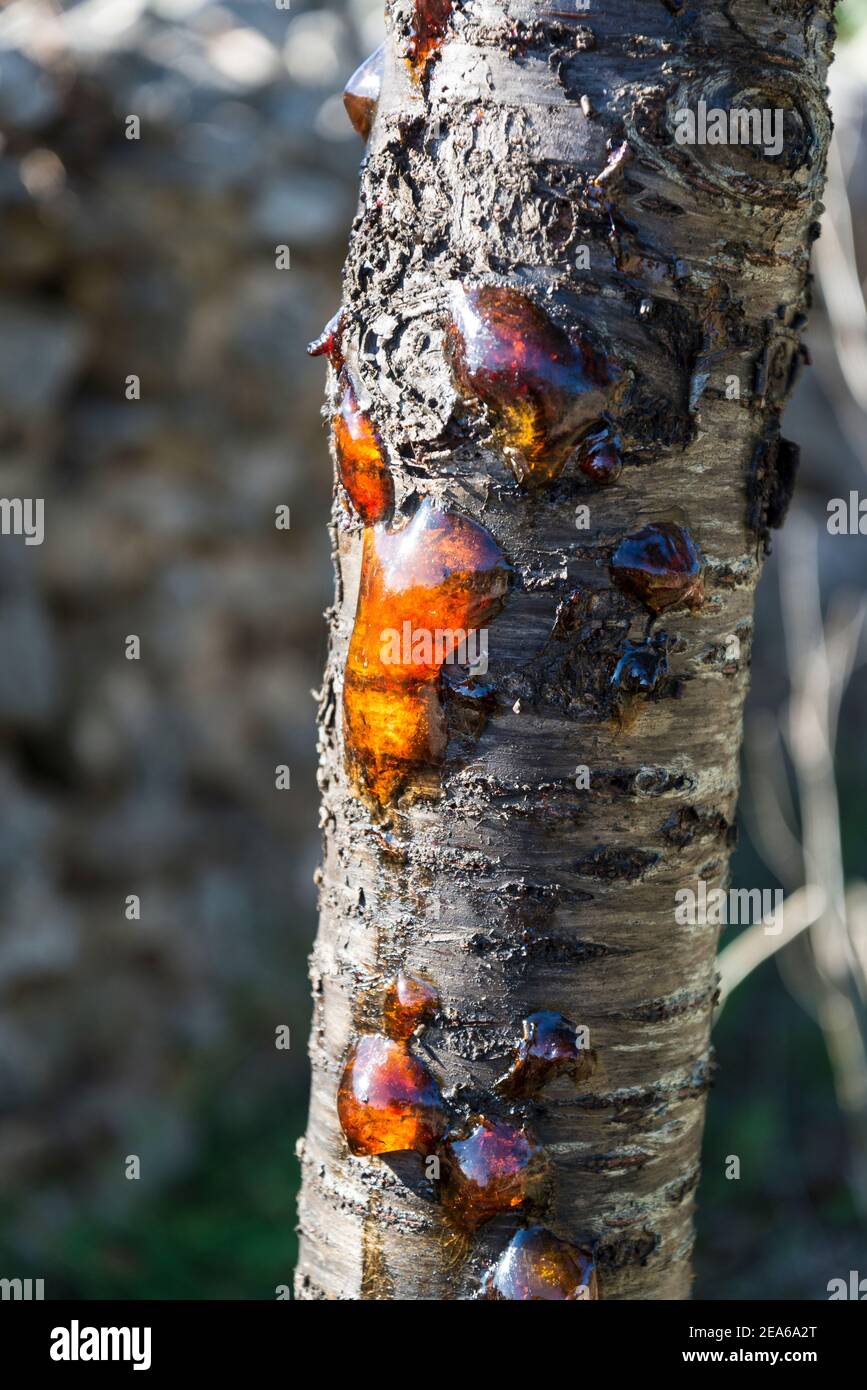 Natural resin on a cherry tree trunk, Island of Iz, Zadar archipelago, Dalmatia, Croatia Stock Photo