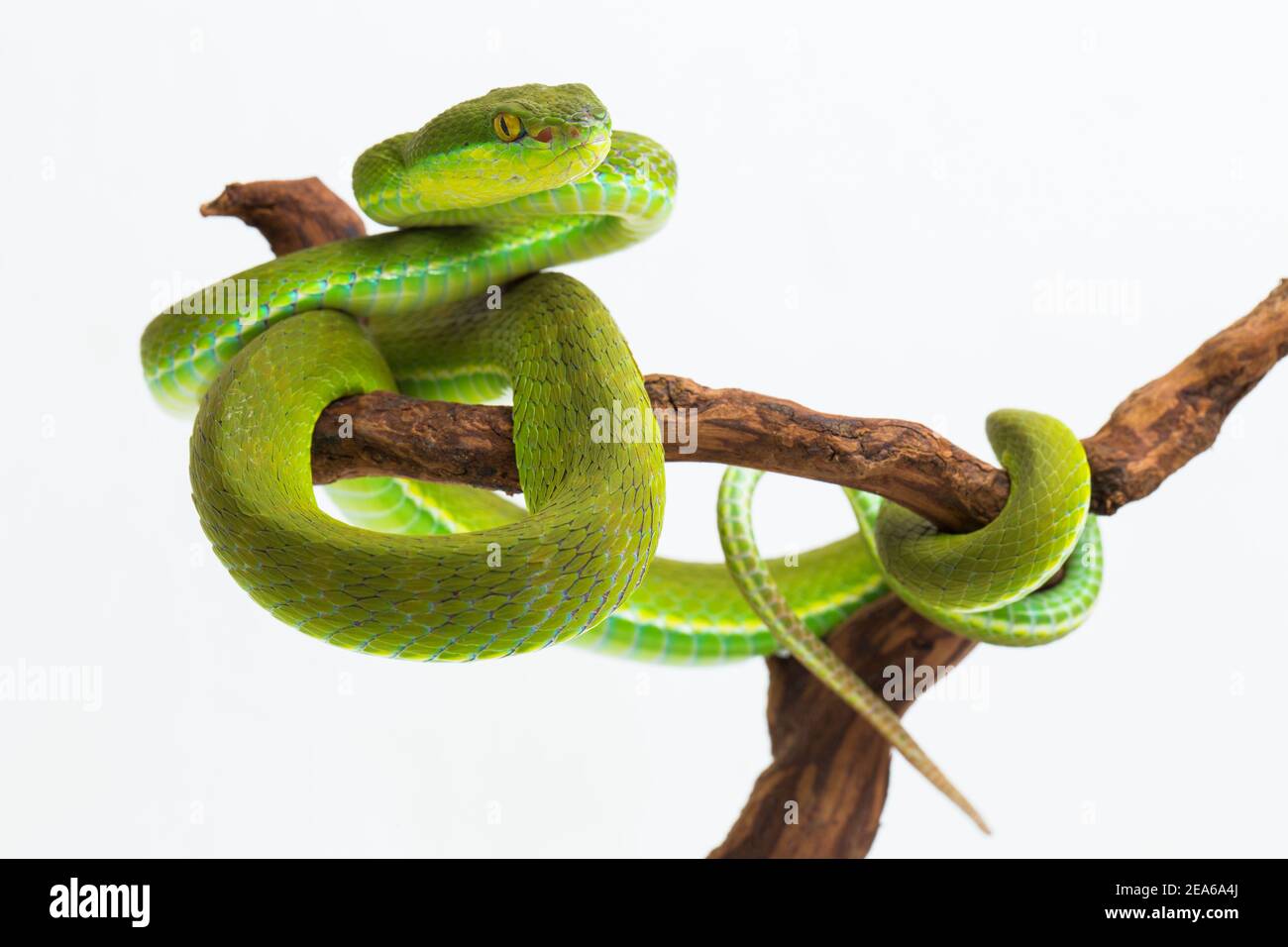 Trimeresurus insularis (White-lipped Island Pit Viper) on white background Stock Photo