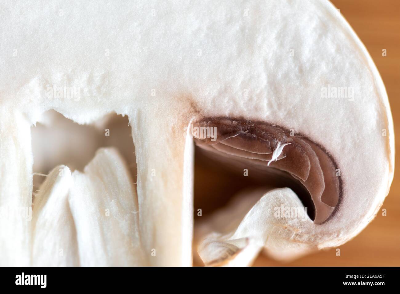 Macro of a white mushroom Stock Photo