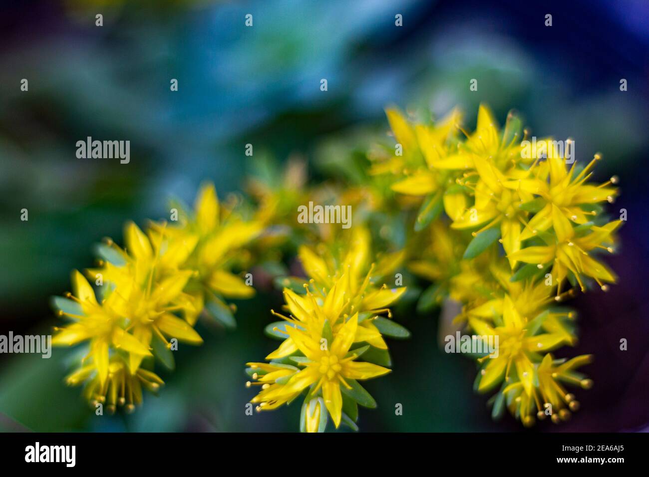Sedum acre yellow flower better known as gold moss stonecrop, mossy stonecrop, goldmoss sedum, biting stonecrop and wallpepper. Yellow flowers surroun Stock Photo