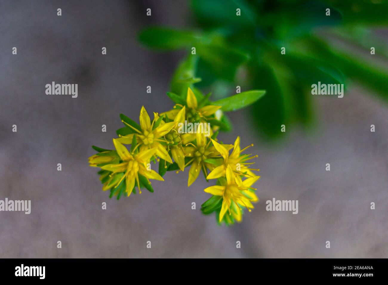 Sedum acre yellow flower better known as gold moss stonecrop, mossy stonecrop, goldmoss sedum, biting stonecrop and wallpepper. Yellow flowers surroun Stock Photo